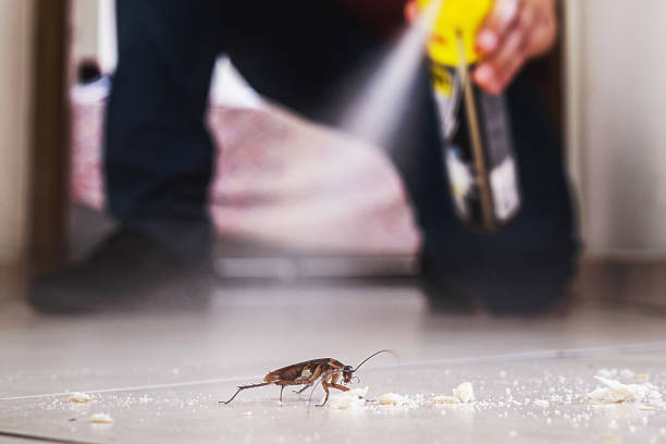 Wasp Removal Services in Artondale, WA